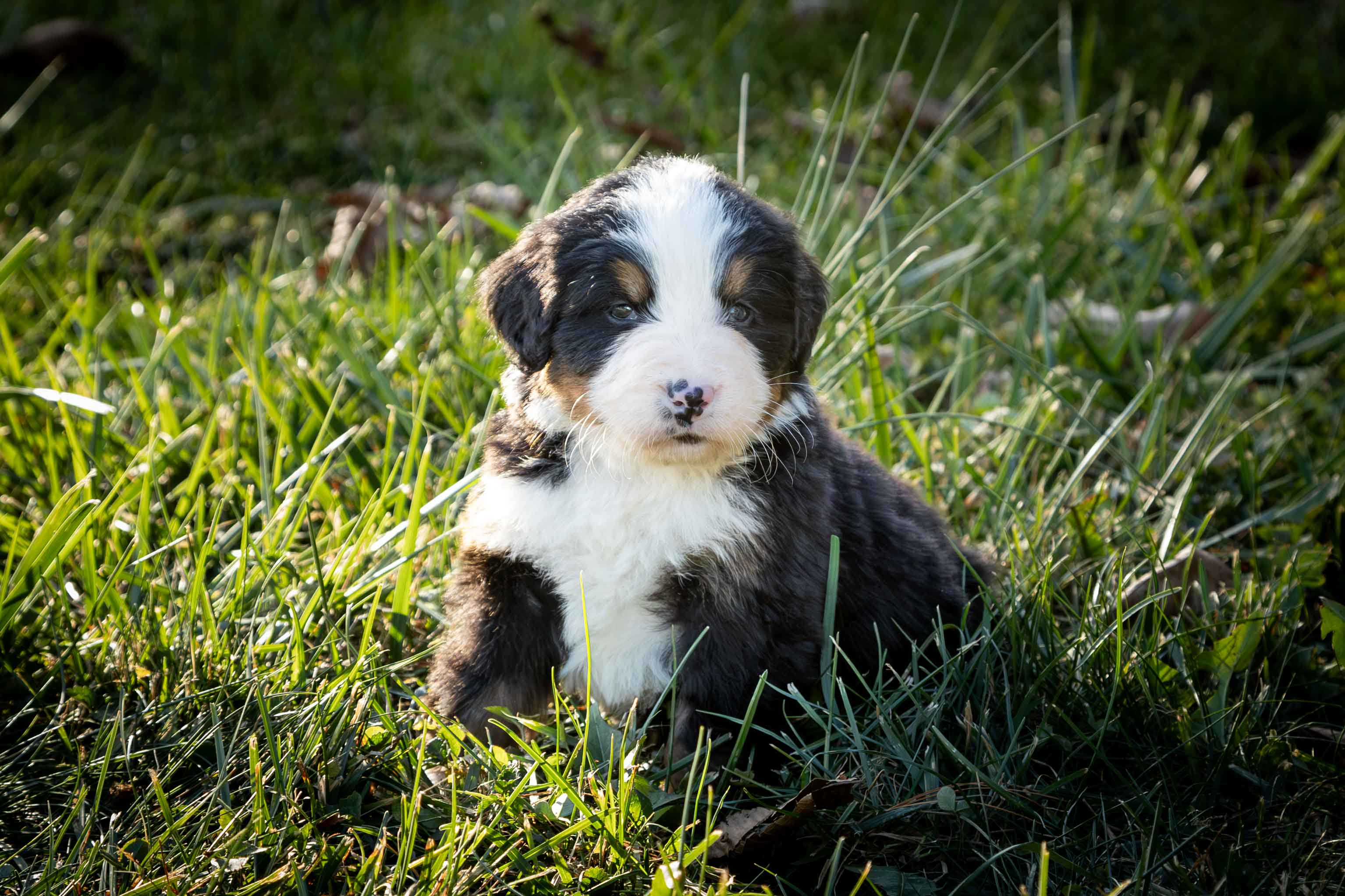 puppy, for, sale, Bernese Mountain Dog, Emanuel  Glick, dog, breeder, Bird-In-Hand, PA, dog-breeder, puppy-for-sale, forsale, nearby, find, puppyfind, locator, puppylocator, aca